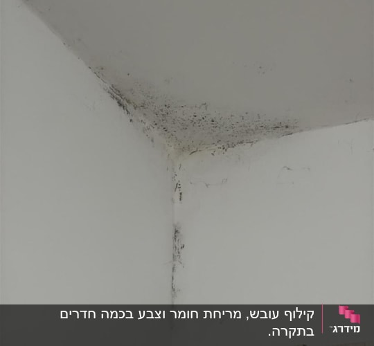 פינת קיר עם סימני עובש ושחור